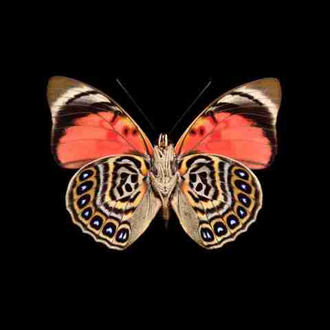 Pareidolia - Pascal Goet et Charlotte Jankowski - Galerie Hegoa